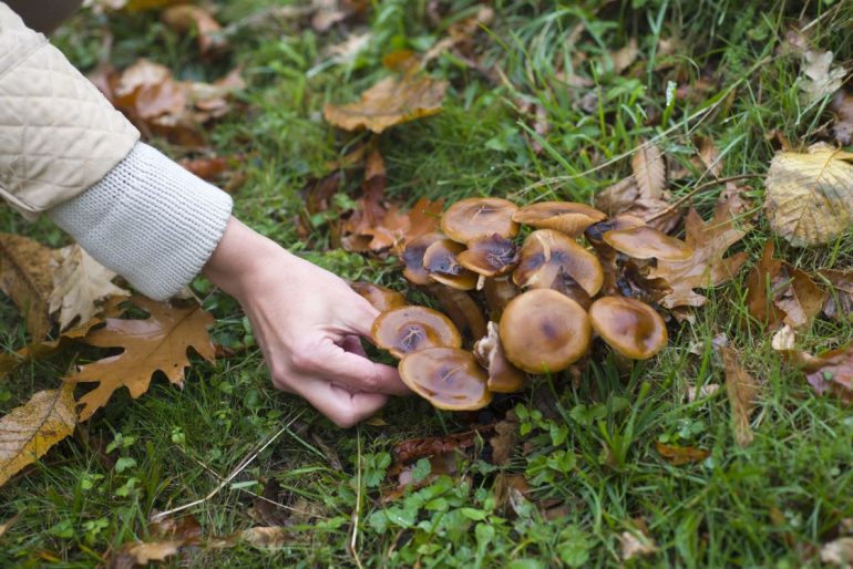 Cogumelos