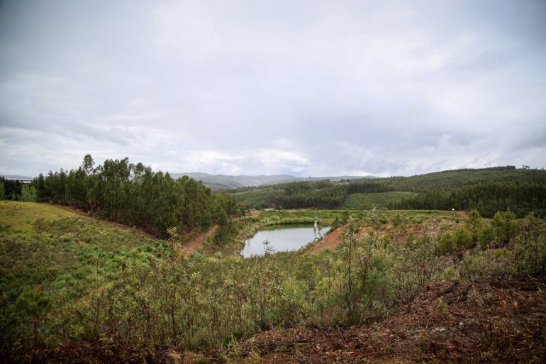 PEPAC setor florestal, Floresta
