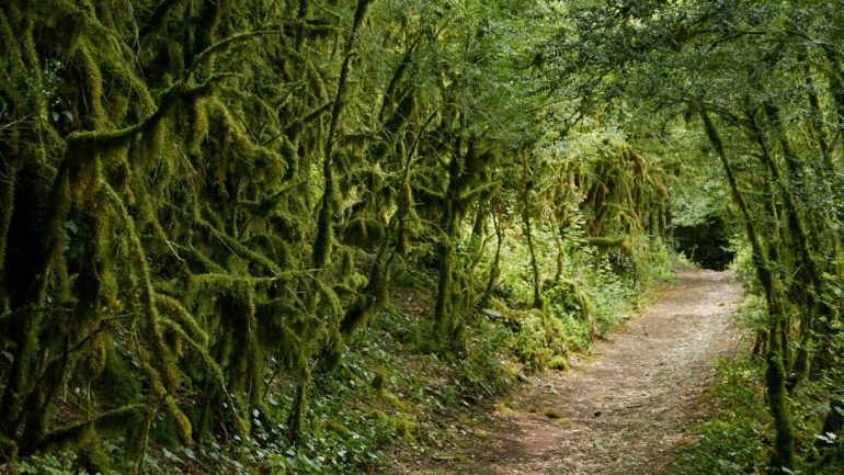 Floresta