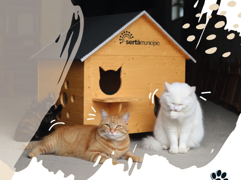 colónias de gatos Sertã