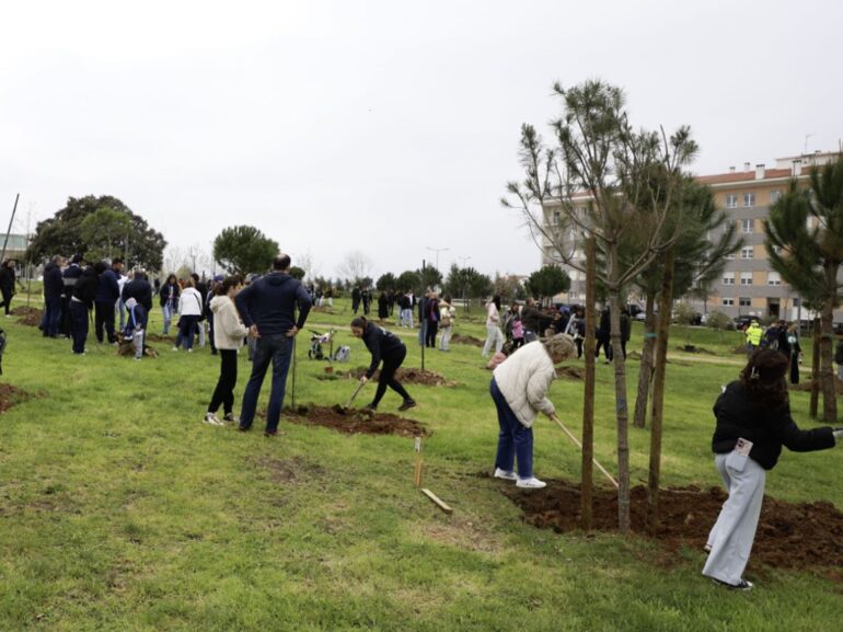 Castelo Branco plantar árvores 2026