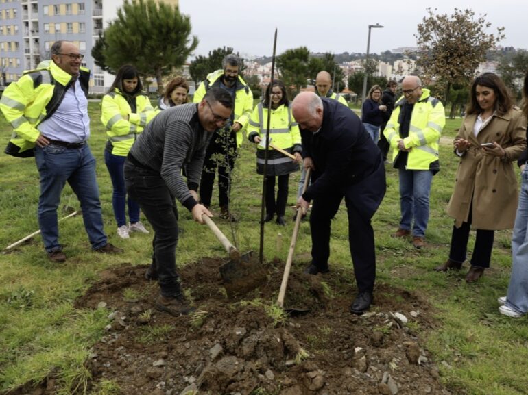 Castelo Branco plantar árvores 2026
