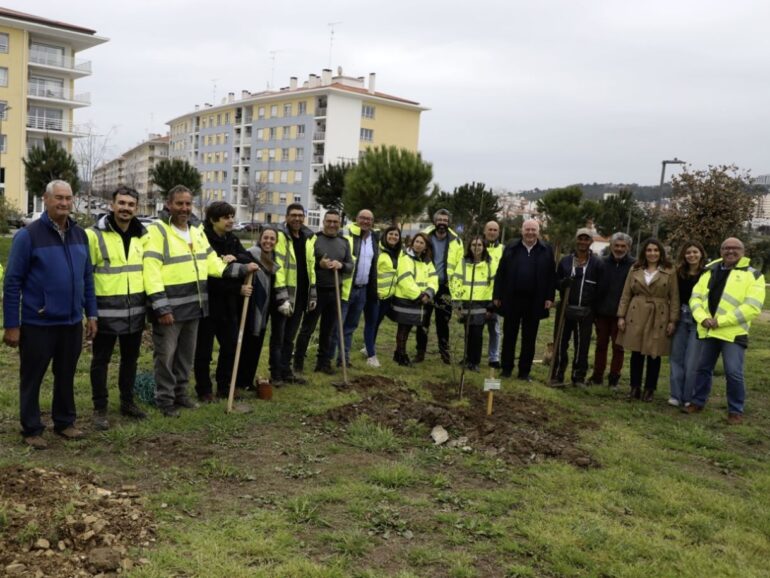 Castelo Branco plantar árvores 2026