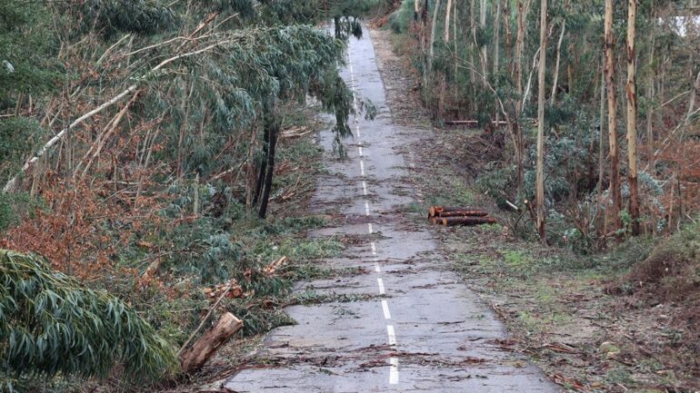 remoção árvores Sertã 22 de março