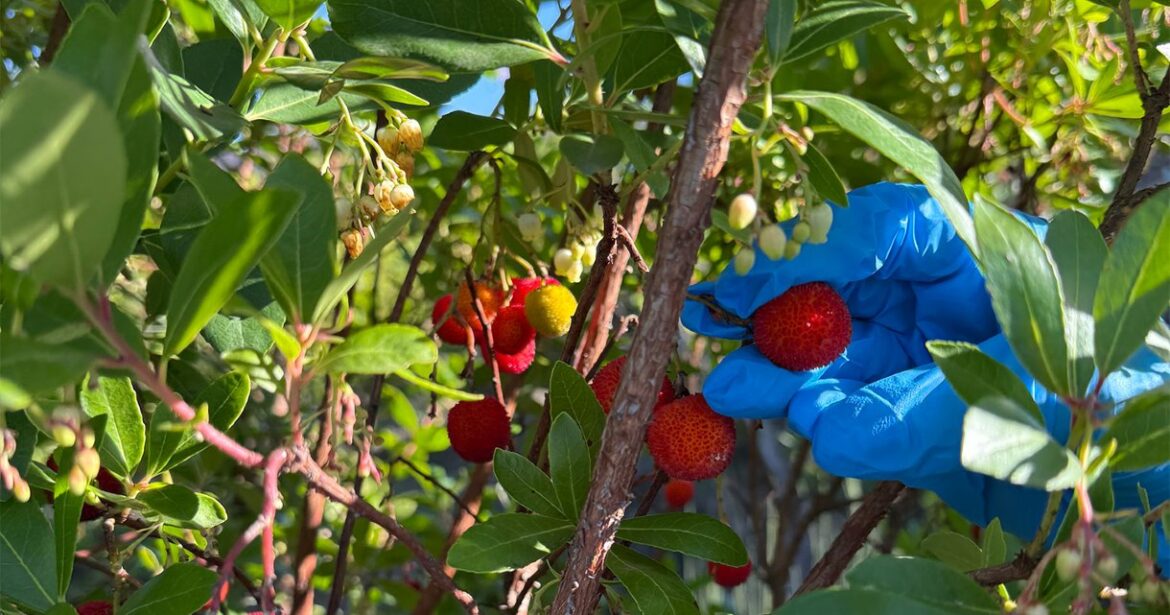 projeto UNEDO4ALL medronho