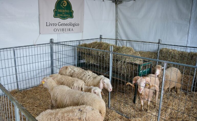 Grande Rota da Transumância