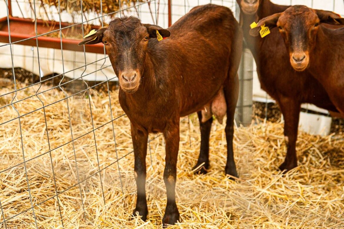 apoios pecuária Proença-a-Nova 2026