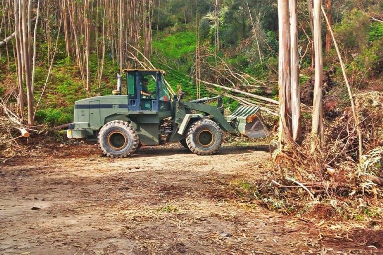 Vila de Rei, limpeza florestal pelo exército Português