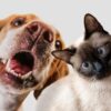 Oleiros apoia esterilização de cães e gatos durante 2026