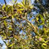 Proença-a-Nova vende azeitona de 90 oliveiras em hasta pública